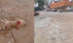 Köpeği av tüfeğiyle vurdu, 43 bin lira ceza kesildi