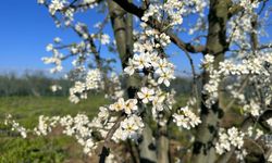 Meyve Ağaçları Çiçek Açtı: Çiftçiler Don Endişesinde