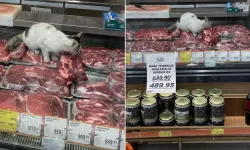 Mide Bulandıran Görüntü: Kedi Zincir Markette Etleri Yedi