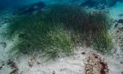 Prof. Dr. Mustafa Sarı’dan deniz çayırları için acil önlem çağrısı