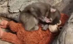 Punch Maymun Olayı Nedir? Punch Maymun Kim, Nerede?