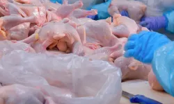 Ramazan Öncesi Tavuk Krizi! İhracat Resmen Durduruldu