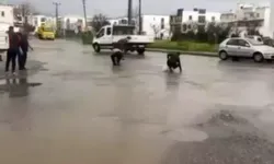 Sağanak Sonrası Balıklar Yola Savruldu, Vatandaş Topladı
