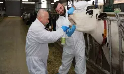 Şap hastalığında iyileşme sürecini hızlandıran bitkisel sprey üretildi