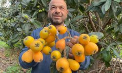 Sarı Altın Hasadı Başladı