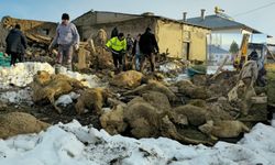 Sivas’ta Kar ağırlığıyla çöken ağılda 40 koyun telef oldu