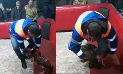 Temizlik işçisi kıyafeti giyen polisten horoz dövüşüne suçüstü; 661 bin lira ceza