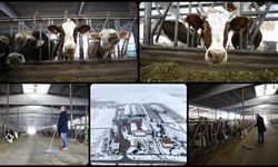 Depremde hayvan kaybı yaşayan Malatyalı besici devlet desteğiyle ayağa kalktı