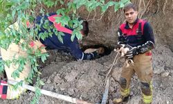 Toprak kaymasında göçük altındaki yavru köpekler kurtarıldı