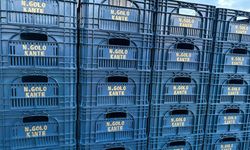 Fanatik üreticinin ‘Kante’ sevgisi: Domatesleri topladığı kasaya bile onun adını yazdırdı