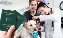 Veterinerler Yeşil Pasaport Alabilecek Mi? Hangi Mesleklere Verilecek?