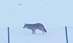 Ardahan Yalnızçam Dağları'nda 3 ayaklı kurdun yaşam mücadelesi