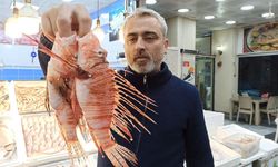 Zehirli dikenleri nedeniyle satışı yasak aslan balığı, özel müşterilerle buluşuyor
