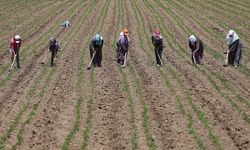 2025’te Tarım İşçilerinin Ücretleri Rekor Artış Gösterdi