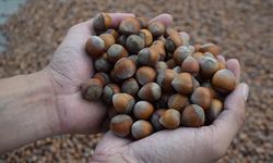 4 Mart 2026 güncel fındık fiyatları: Giresun, Ordu ve Trabzon’da serbest piyasa listesi