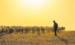 5 Ay İçin 590 Bin TL Maaşla Çoban Aranıyor