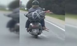 Mide bulandıran görüntüler! Motorcu ayağının altında et taşıdı