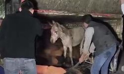 Adana’da kasası eşek dolu kamyonet yola devrildi