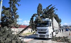 Adana'da rüzgar nedeniyle ağaçlar devrildi