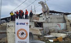AFAD'dan afetlerde hayvanların korunmasına yönelik uluslararası proje
