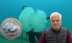 Antalya Körfezi’nde dev denizanası yoğunluğu balıkçıların ağları doldu