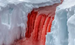 Antarktika’daki Kanlı Şelale’nin Sırrı Çözüldü