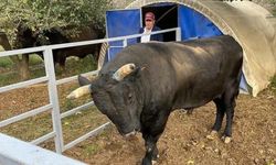 Aydın İncirliova’da dehşet! Boğa saldırdı, besici ağır yaralandı