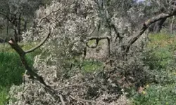 Aydın'da 700 incir ve zeytin ağacı kesildi