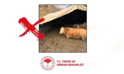 Bakanlıktan, Çorum'daki işletmede hayvanlara kötü muameleye ceza