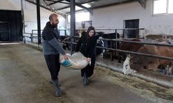 Bankacılığı bırakıp devlet desteğiyle baba mesleği hayvancılığa başladı