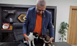 Başkanın makamı Mia ve Fındık’ın yuvası oldu