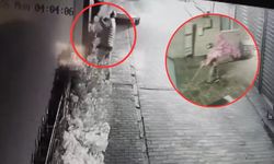 Bursa Osmangazi’de iş yerinden 15 bin liralık süs ağacı çalındı O an kamerada