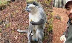 Denizli'de ormanda maymun sürprizi! Simitle besledi