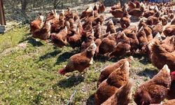 Ev kiraları şehirden kaçırdı: Manisa'da köyüne dönen girişimci gezen tavuk çiftliği kurdu