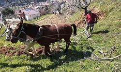 Günlük 8 Bin TL’ye At ile Çift Sürecek İşçi Aranıyor