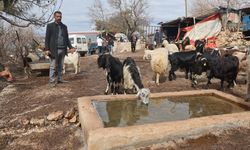 Hatay’da Yağmur Suyundan İçen 43 Küçükbaş Hayvan Telef Oldu