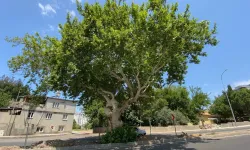 Kahramanmaraş’ın en yaşlı ağaçları şehir tarihine tanıklık ediyor