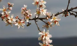 Kahramanmaraş’ta 3. Cemre Toprağa Düştü: Bahar Geliyor