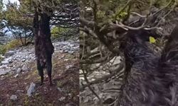 Kahramanmaraş’ta Ardıç Ağacına Takılan Keçi Hayatını Kaybetti