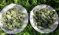 Kahramanmaraş’ta çağla tezgâhlarda yerini aldı! fiyatı cep yakıyor