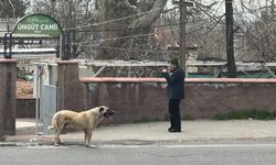 Kahramanmaraş’ta Cami Önünde Köpek, Ezanla Birlikte Uladı
