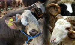 Kahramanmaraş’ta Kurbanlık Pazarlıkları Başladı: İlk Fiyatlar Açıklandı