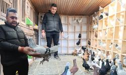 Kahramanmaraş’ta memurluğu bıraktı şimdi güvercinleri otomobil fiyatına satılıyor