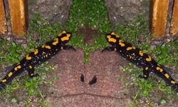 Kahramanmaraş'ta nesli tükenmekte olan özel tür ortaya çıktı