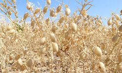 Kahramanmaraş’ta nohut üretiminde büyük artış! Hibe desteği etkisini gösterdi