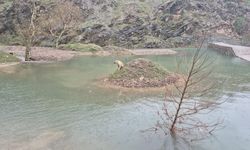 Kahramanmaraş’ta Su Birikintisinde Mahsur Kalan Köpek Kurtarıldı