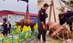 Kahramanmaraş’ta Su Kanalına Düşen İnek İtfaiye Ekiplerince Kurtarıldı