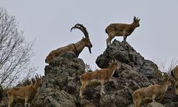 Kahramanmaraş’ta Yaban Keçileri Artıyor: Sayıları 1100’e Ulaştı