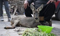 Kahramanmaraş’ta yaralı bulunan karaca yavrusu kurtarıldı