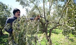 Kahramanmaraş’ta Zeytin Üreticilerine Kritik Uyarı: Acele Etmeyin